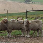 Merino Wool